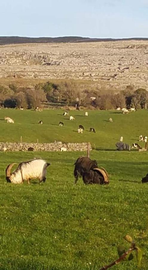 Burren Rock Farmhouse B&B Turlough  Luaran gambar